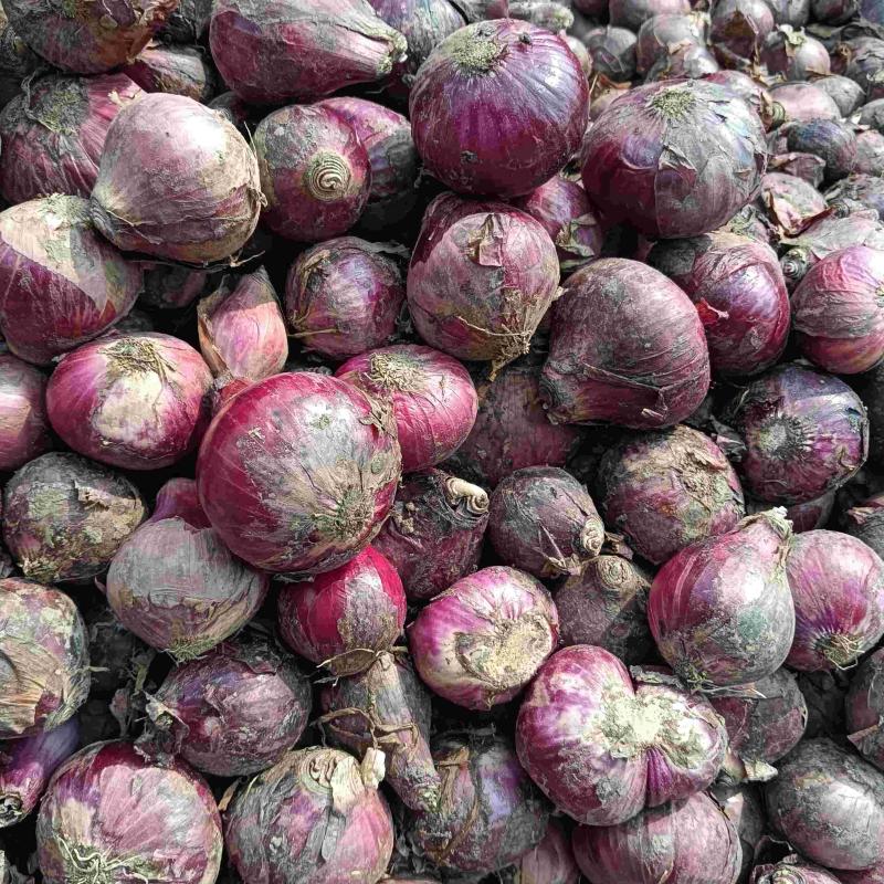 Red Onion(Lal Peyaj)